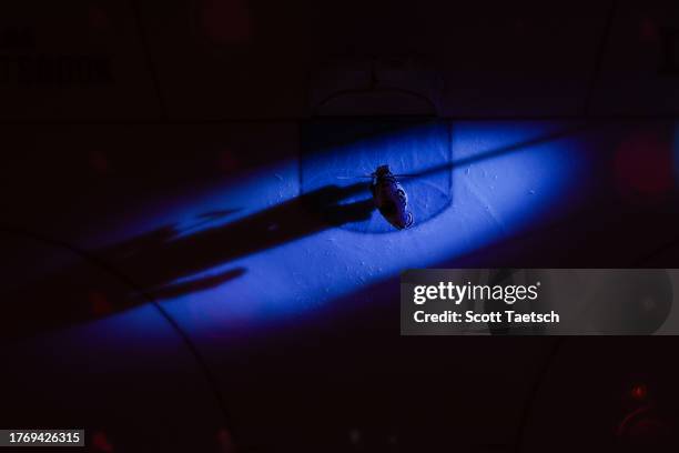 Mackenzie Blackwood of the San Jose Sharks takes the ice before the game against the Washington Capitals at Capital One Arena on October 29, 2023 in...