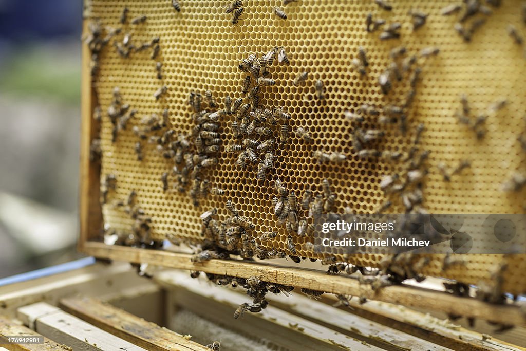 Bee hive on a frame.