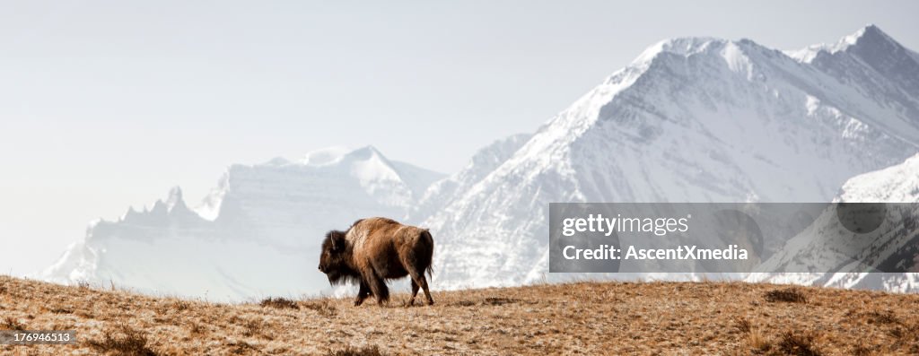 Buffalo (American Bison) walks along grassy slope