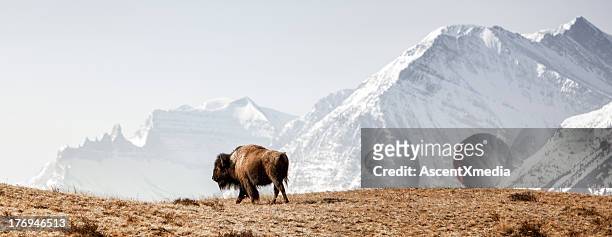 buffalo (american bison) walks along grassy slope - bisonte americano imagens e fotografias de stock
