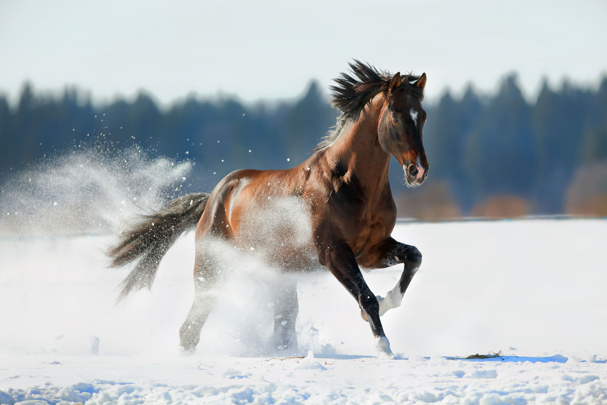 horse snow