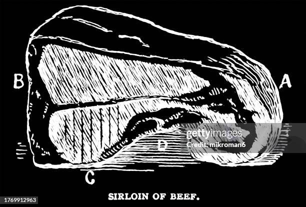 old engraved illustration of sirloin of beef - animal rib cage stock pictures, royalty-free photos & images