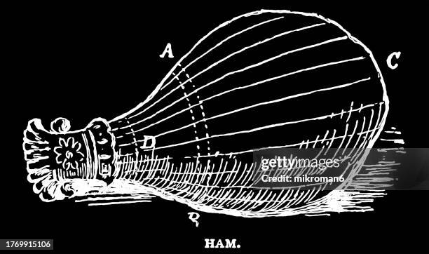 old engraved illustration of ham of beef - animal rib cage stock pictures, royalty-free photos & images