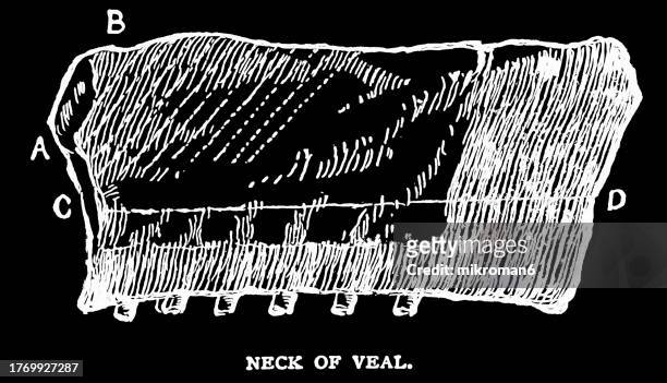 old engraved illustration of neck of veal - tibia stock pictures, royalty-free photos & images