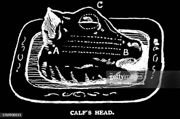 old engraved illustration of calf's head - tibia stock pictures, royalty-free photos & images