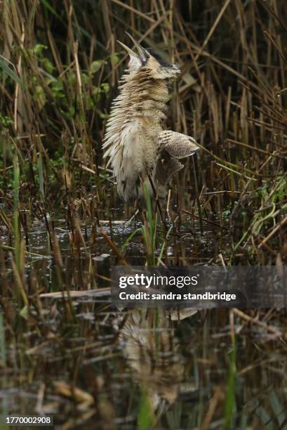 a rare hunting bittern, botaurus stellaris, is standing in a reedbed looking up to the sky and ruffling up its feathers around its neck. - ruffling stock pictures, royalty-free photos & images