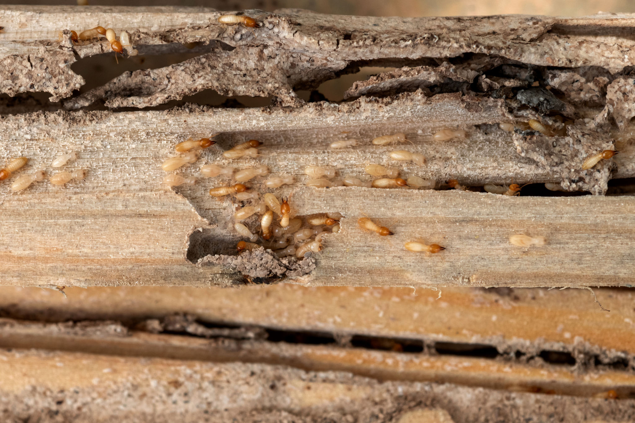 termite damage