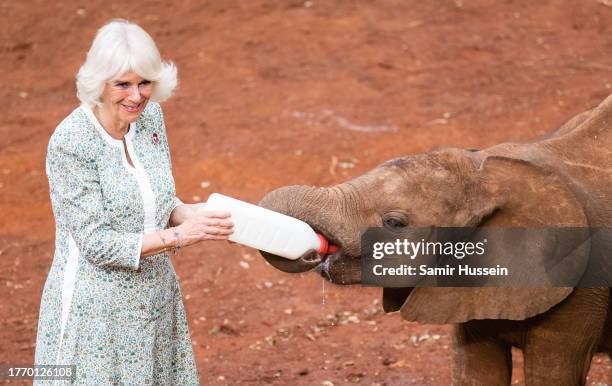 Queen Camilla feeds a baby elephant during a visit to Sheldrick Wildlife Trust Elephant Orphanage in Nairobi National Park, to learn about the...