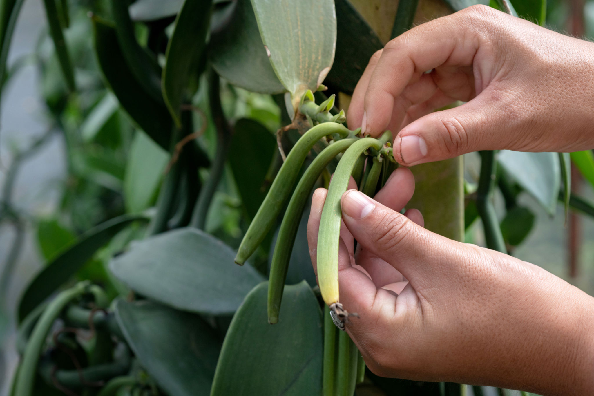 vanilla farmers