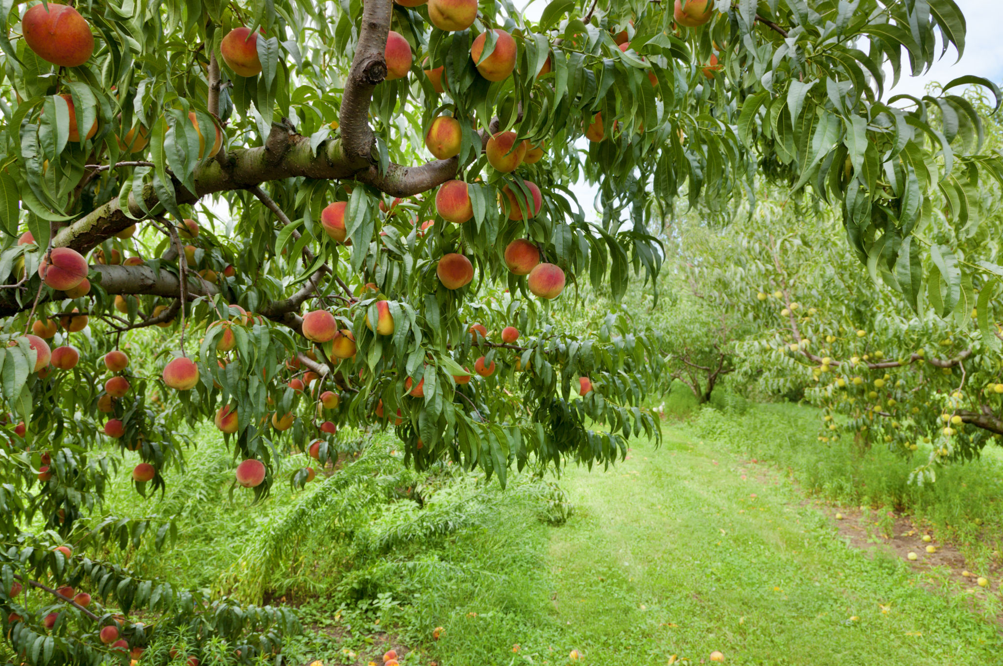 Peach orchard Peach orchard