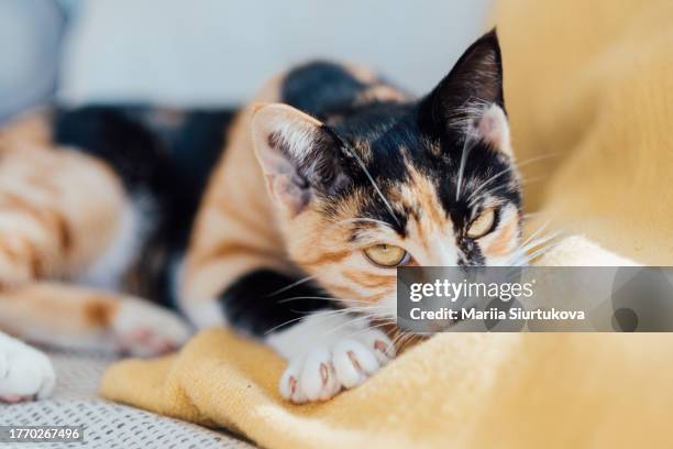 portrait of lazy tricolor domestic cat lying on sofa. - dreifarbig stock-fotos und bilder