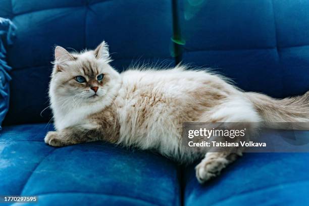 siberian cat with blue eyes, color neva masquerade lies on blue sofa, looking to the side - hairy stock pictures, royalty-free photos & images