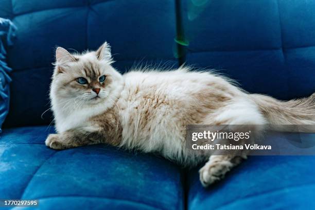 siberian cat with blue eyes, color neva masquerade lies on blue sofa, looking to the side - sibirisk katt bildbanksfoton och bilder