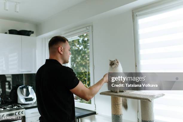 man playing with siberian cat with blue eyes, color neva masquerade at the kitchen - siberian cat stock pictures, royalty-free photos & images