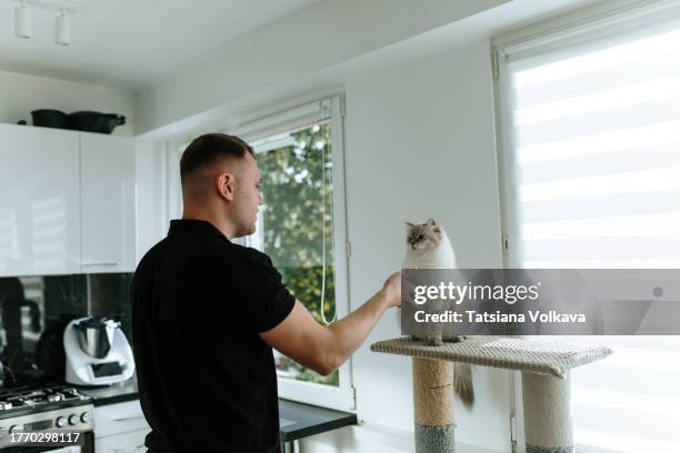 man playing with siberian cat with blue eyes, color neva masquerade at the kitchen - sibirisk katt bildbanksfoton och bilder