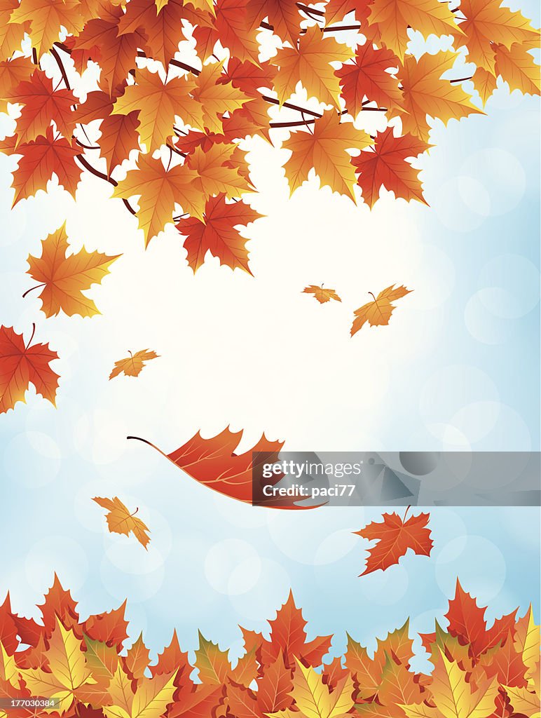 Autumn Leaves Falling with Blue Sky