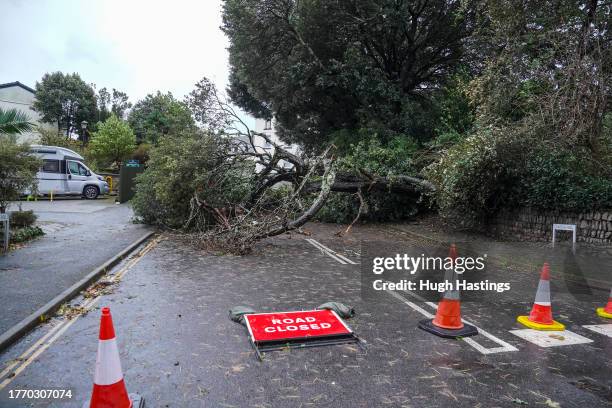 Tree brought down by Storm Ciaran overnight blocks the road at Castle Hill on November 2, 2023 in Falmouth, Cornwall, England. Storm Ciaran swept...