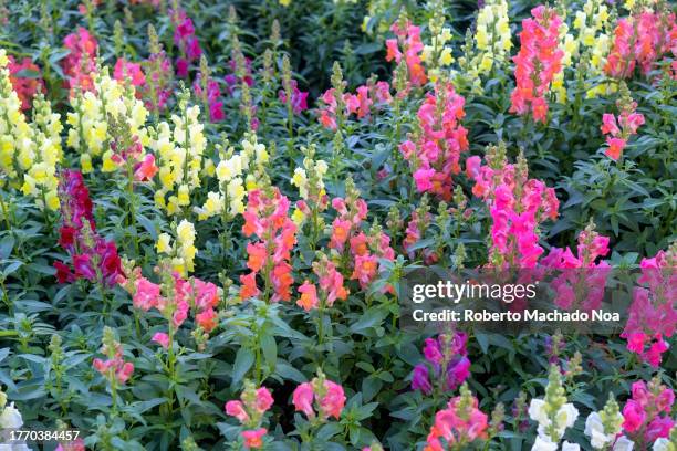 snapdragon flowers - antirrhinum majus stockfoto's en -beelden