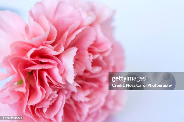 close up of pink carnation with copy space - style studio day 1 stockfoto's en -beelden