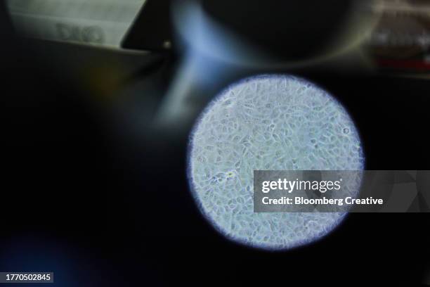 a cell sample under a microscope - inzoomen stockfoto's en -beelden