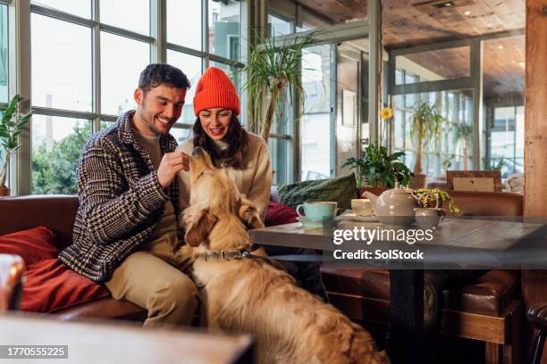 who's a good boy - cosy pub stock pictures, royalty-free photos & images