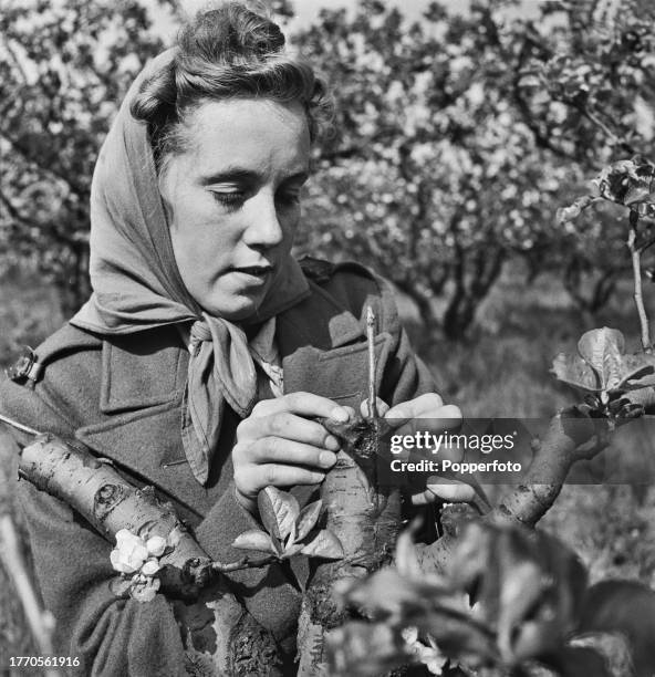 Horticultural worker Joan Ingram places grafting clay, known as pug, around a newly grafted scion on an apple tree growing on an apple farm near...