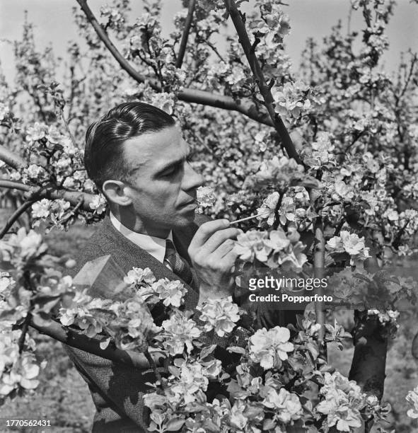 Horticultural worker Jack Lee uses a paintbrush to place pollen into a flower on a tree in blossom on an apple farm near Swanley in Kent, England on...