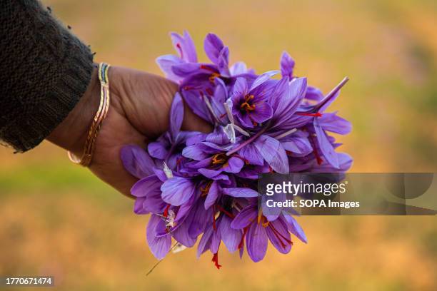 Kashmiri woman displays collected saffron flowers at a field during the saffron harvest in Pampore. The saffron is a spice derived from the flower of...