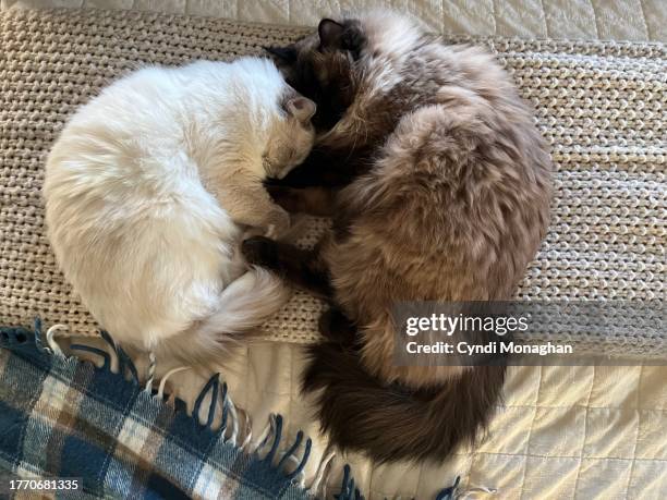 Two Ragdolls Two Ragdoll Cats Photos and Premium High Res Pictures - Getty Images