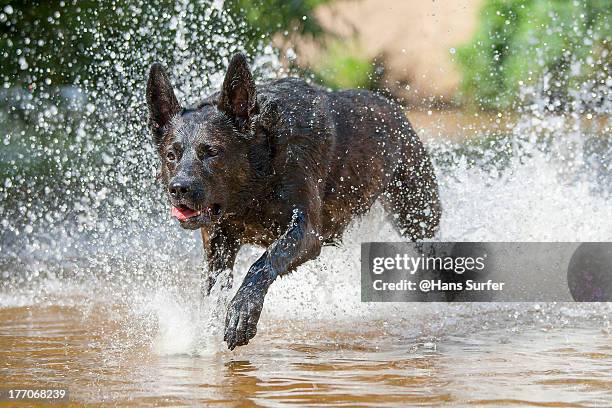 a dutch shepherd above the water! - dog splashing stock pictures, royalty-free photos & images