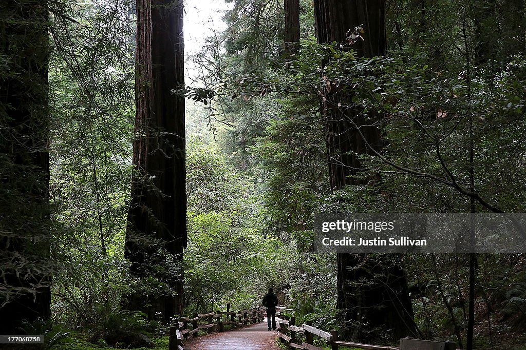 Sequoias And Coastal Redwoods Appear To Flourish Despite Climate Change