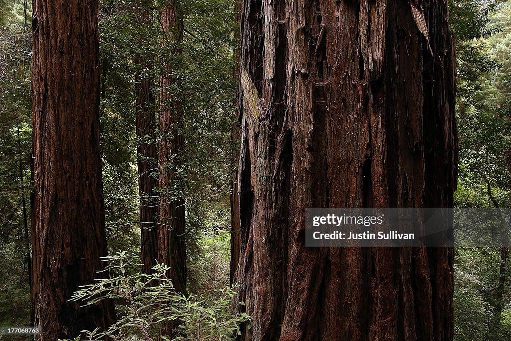 Sequoias And Coastal Redwoods Appear To Flourish Despite Climate Change