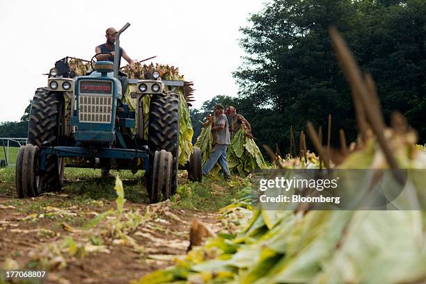 Workers hang Burley Tobacco plants on a rail cart after being cut down at the Baldwin Farm in Manchester, Ohio, U.S., on Monday, Aug. 19, 2013....