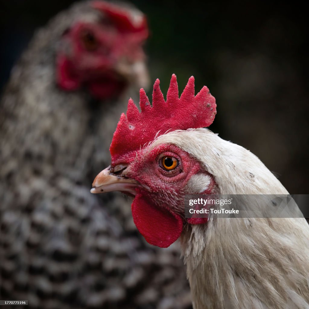 Portrait of poultry