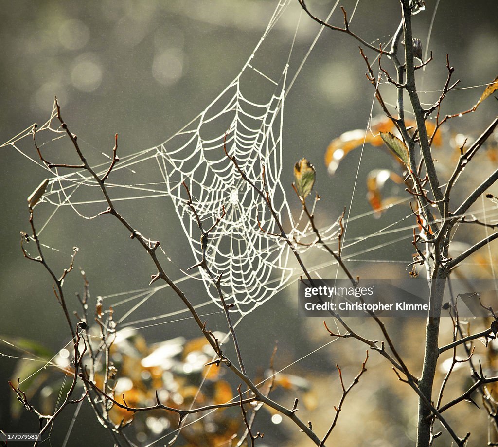 Spider's web