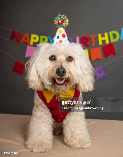 Party Cockapoo Hanging Birthday Decorations Photos and Premium High Res Pictures ...