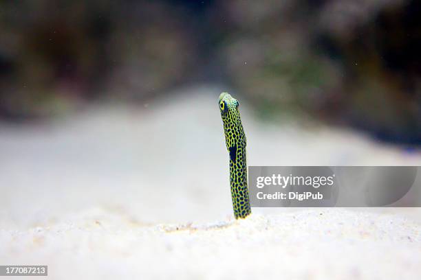 spotted garden eel in aquarium - head in sand stock-fotos und bilder