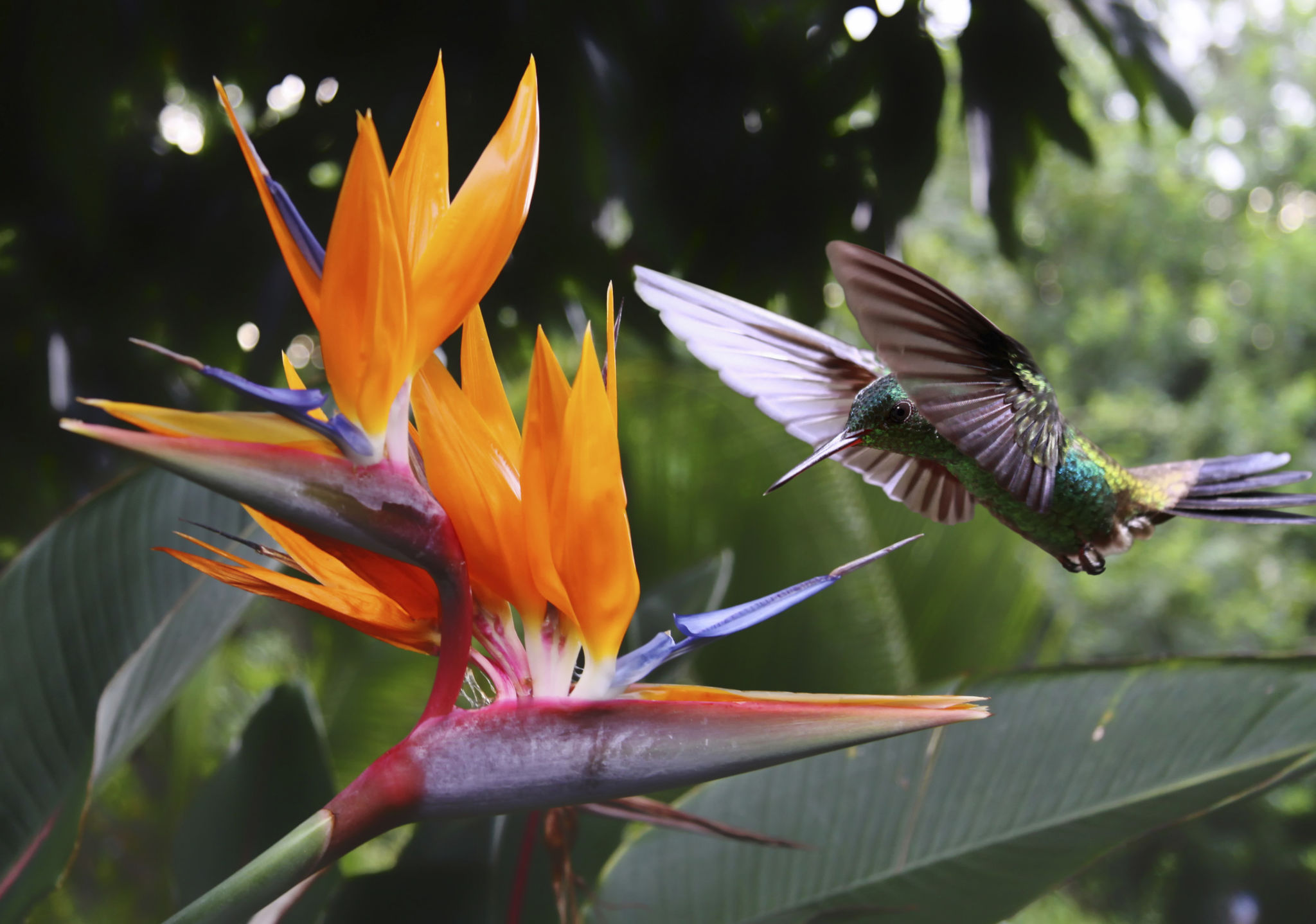 birdwatching costa rica