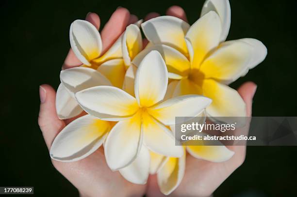 a handful of sunshine - plumerias in hawaii - plumerias stock pictures, royalty-free photos & images