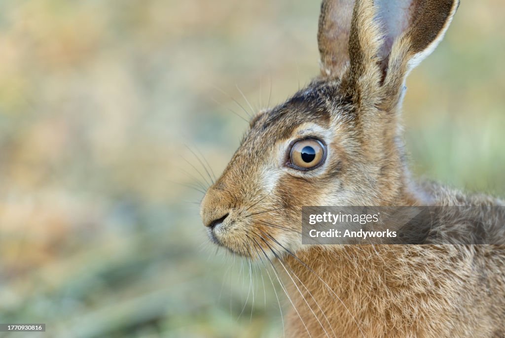 Porträt eines Feldhasen (Lepus europaeus)