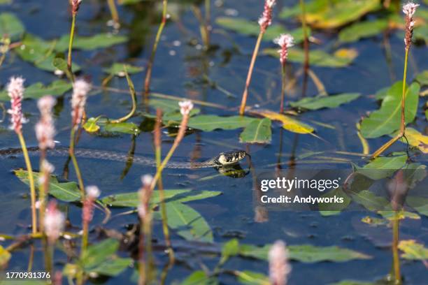 beautiful grass snake (natrix natrix) in a pond - snakeskin stock pictures, royalty-free photos & images