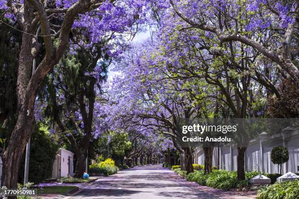 View of street lined with blossoming jacaranda trees which grace the southern hemisphere with their hues during the months of September and October,...