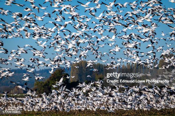 murmuration of snow geese after migrating from wrangel, alaska. - snow goose stock pictures, royalty-free photos & images