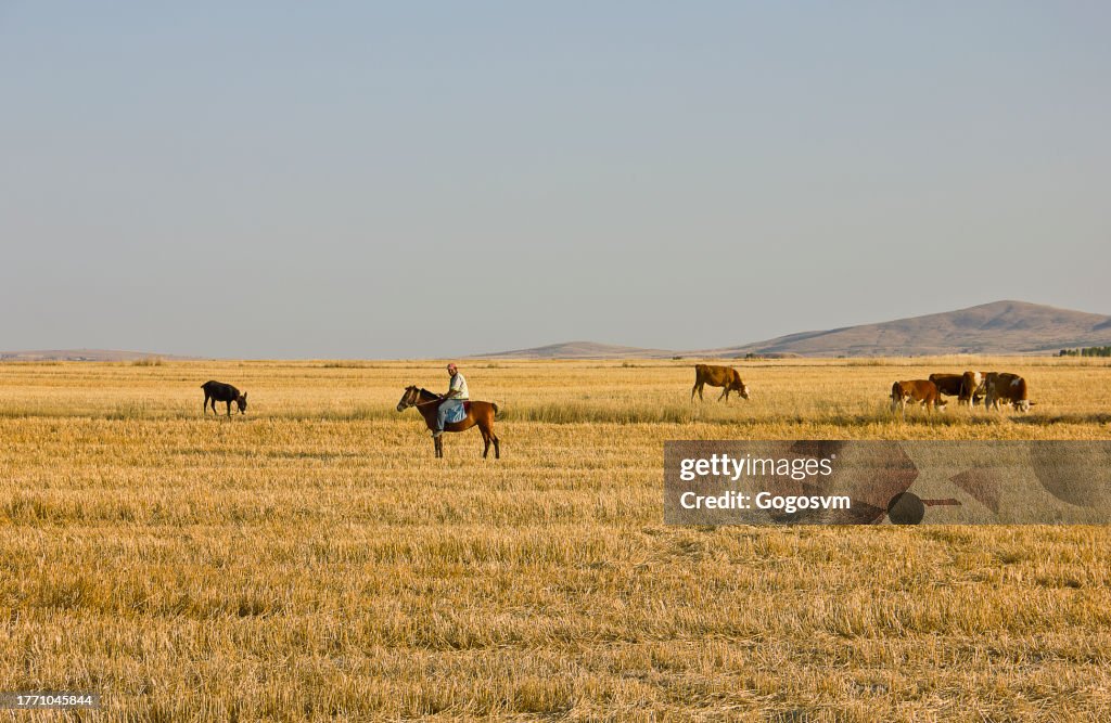 Steppe landscape