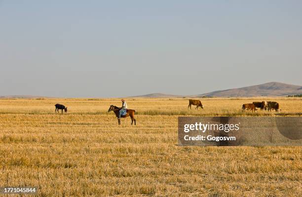 steppe landscape - steppe stock pictures, royalty-free photos & images