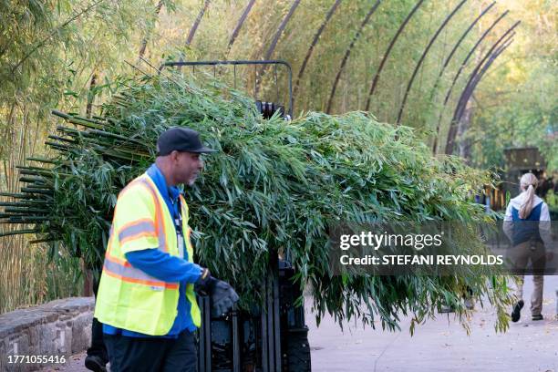 Worker moves bamboo out of the panda exhibit at the Smithsonian's National Zoo in Washington, DC, on November 8 for the Pandas being returned to...