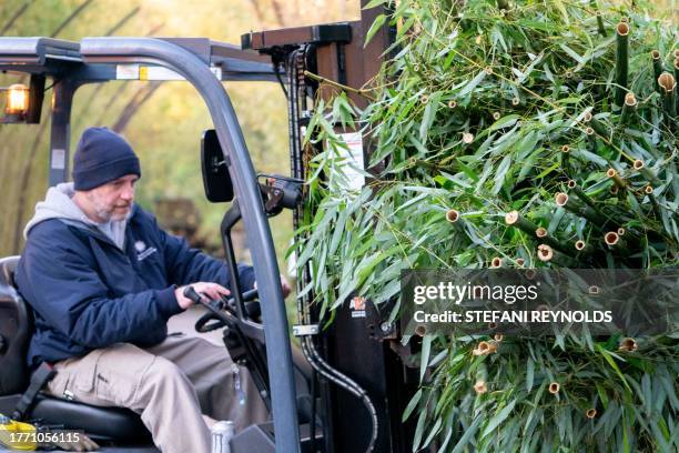 Worker carries bamboo out of the panda exhibit at the Smithsonian's National Zoo in Washington, DC, on November 8 for the Pandas being returned to...
