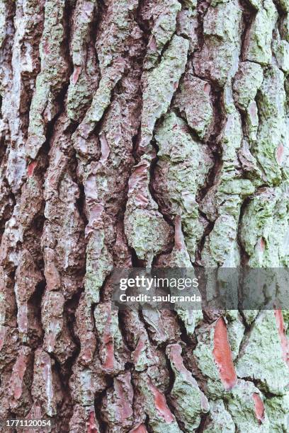 pinus pinaster bark close-up - botánica stock-fotos und bilder