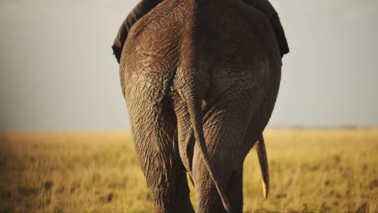 Elephant Behind Videos and HD Footage - Getty Images
