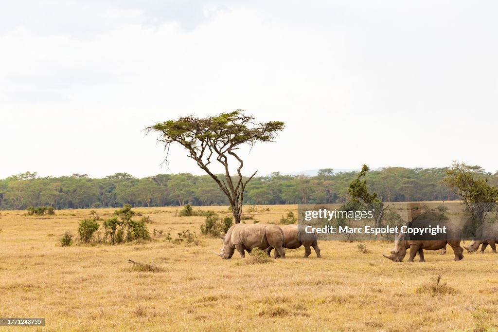 Rhino
